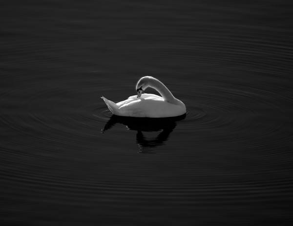 Photograph Juan De Villalba The Swan on One Eyeland